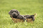 Labrador Retriever Puppy