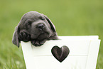 Labrador Retriever Puppy