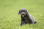 Labrador Retriever Puppy