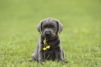 Labrador Retriever Puppy
