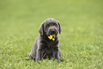 Labrador Retriever Puppy