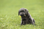 Labrador Retriever Puppy