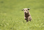 Labrador Retriever Puppy
