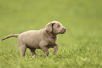 Labrador Retriever Puppy