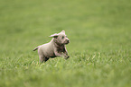 Labrador Retriever Puppy