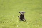 Labrador Retriever Puppy