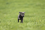 Labrador Retriever Puppy