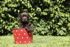 Labrador Retriever Puppy