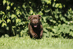 Labrador Retriever Puppy