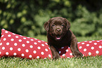 Labrador Retriever Puppy