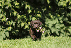 Labrador Retriever Puppy