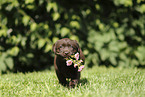 Labrador Retriever Puppy