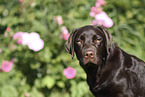 female Labrador Retriever
