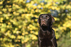 female Labrador Retriever