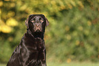 female Labrador Retriever