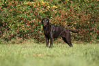 female Labrador Retriever