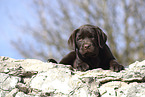 Labrador Retriever Puppy