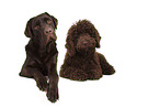 2 dogs