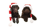 2 dogs
