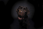 female Labrador Retriever