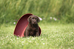 Labrador Retriever Puppy