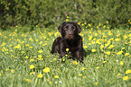 female Labrador Retriever