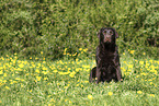 female Labrador Retriever