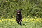 female Labrador Retriever