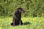 female Labrador Retriever