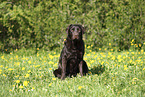female Labrador Retriever