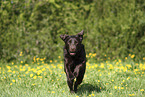 female Labrador Retriever