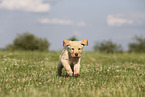 Labrador Retriever Puppy