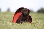Labrador Retriever Puppy