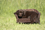 Labrador Retriever Puppy