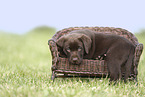 Labrador Retriever Puppy