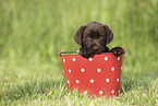 Labrador Retriever Puppy