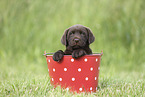 Labrador Retriever Puppy