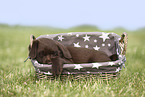 Labrador Retriever Puppy