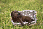 Labrador Retriever Puppy
