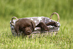 Labrador Retriever Puppy