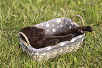 Labrador Retriever Puppy