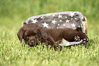 Labrador Retriever Puppy