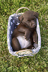 Labrador Retriever Puppy