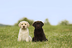 Labrador Retriever Puppies