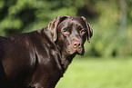 female Labrador Retriever