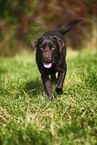 female Labrador Retriever