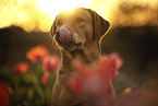 adult Labrador Retriever