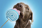 adult Labrador Retriever