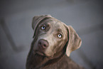 adult Labrador Retriever