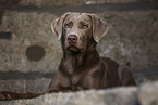 adult Labrador Retriever